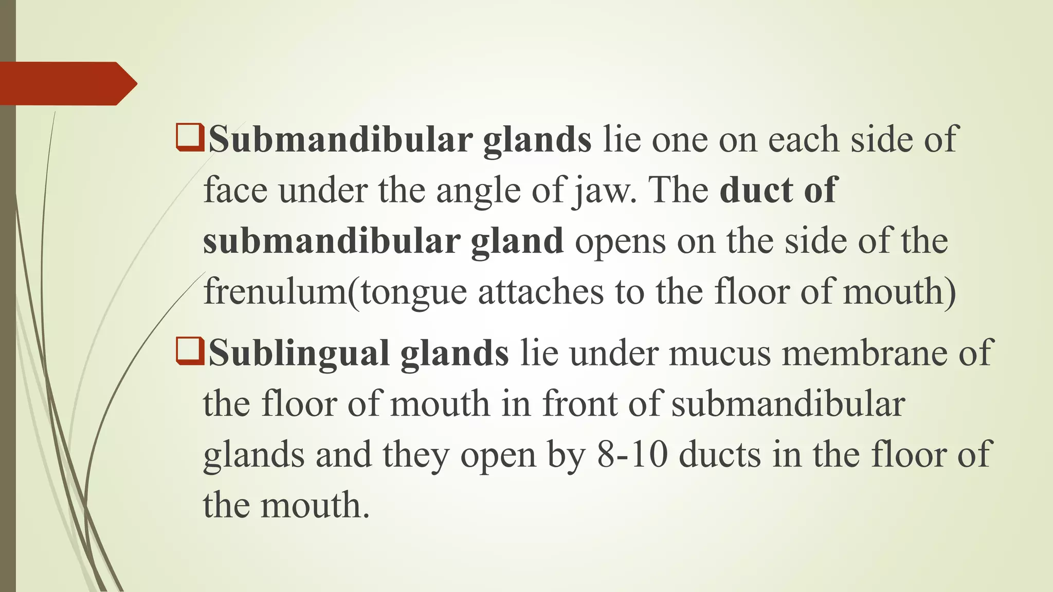 Submandibular glands lie one on each side of
face under the angle of jaw. The duct of
submandibular gland opens on the side of the
frenulum(tongue attaches to the floor of mouth)
Sublingual glands lie under mucus membrane of
the floor of mouth in front of submandibular
glands and they open by 8-10 ducts in the floor of
the mouth.
 