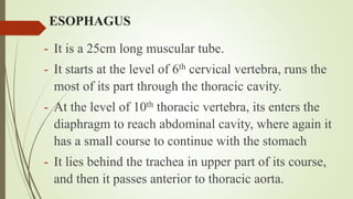 ESOPHAGUS
- It is a 25cm long muscular tube.
- It starts at the level of 6th cervical vertebra, runs the
most of its part through the thoracic cavity.
- At the level of 10th thoracic vertebra, its enters the
diaphragm to reach abdominal cavity, where again it
has a small course to continue with the stomach
- It lies behind the trachea in upper part of its course,
and then it passes anterior to thoracic aorta.
 