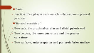 Parts
- Junction of esophagus and stomach is the cardio-esophageal
junction.
Stomach consists of:
- Two ends, the proximal cardiac and distal pyloric end
- Two borders, the lesser curvature and the greater
curvature.
- Two surfaces, anterosuperior and posteroinferior surface
 