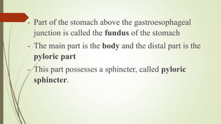 - Part of the stomach above the gastroesophageal
junction is called the fundus of the stomach
- The main part is the body and the distal part is the
pyloric part
- This part possesses a sphincter, called pyloric
sphincter.
 