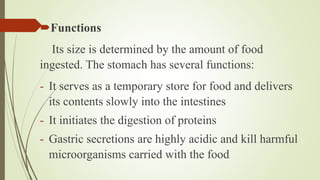Functions
Its size is determined by the amount of food
ingested. The stomach has several functions:
- It serves as a temporary store for food and delivers
its contents slowly into the intestines
- It initiates the digestion of proteins
- Gastric secretions are highly acidic and kill harmful
microorganisms carried with the food
 
