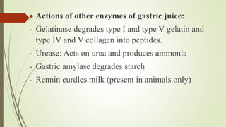  Actions of other enzymes of gastric juice:
- Gelatinase degrades type I and type V gelatin and
type IV and V collagen into peptides.
- Urease: Acts on urea and produces ammonia
- Gastric amylase degrades starch
- Rennin curdles milk (present in animals only)
 