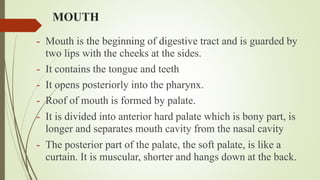MOUTH
- Mouth is the beginning of digestive tract and is guarded by
two lips with the cheeks at the sides.
- It contains the tongue and teeth
- It opens posteriorly into the pharynx.
- Roof of mouth is formed by palate.
- It is divided into anterior hard palate which is bony part, is
longer and separates mouth cavity from the nasal cavity
- The posterior part of the palate, the soft palate, is like a
curtain. It is muscular, shorter and hangs down at the back.
 