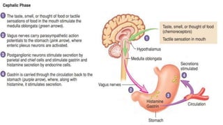 Digestive system.pptx