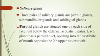 Salivary gland
Three pairs of salivary glands are parotid glands,
submandibular glands and sublingual glands
Parotid glands are situated one on each side of
face just below the external acoustic meatus. Each
gland has a parotid duct, opening into the vestibule
of mouth opposite the 2nd upper molar tooth.
 