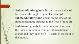 Submandibular glands lie one on each side of
face under the angle of jaw. The duct of
submandibular gland opens on the side of the
frenulum(tongue attaches to the floor of mouth)
Sublingual glands lie under mucus membrane of
the floor of mouth in front of submandibular
glands and they open by 8-10 ducts in the floor of
the mouth.
 