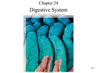 24-1
Chapter 24
Digestive System
 