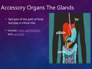 Digestive System.ppt