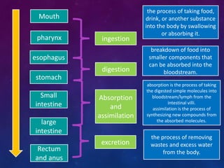 Ingestion Examples Digestive System.ppt