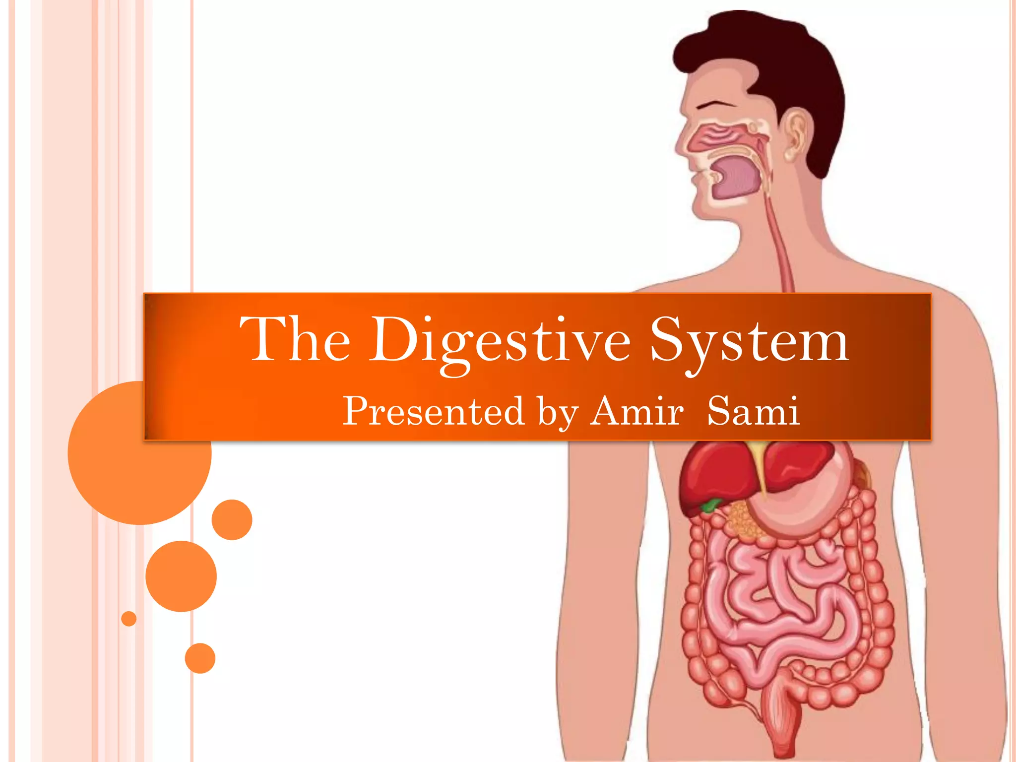 The Digestive System
Presented by Amir Sami
 