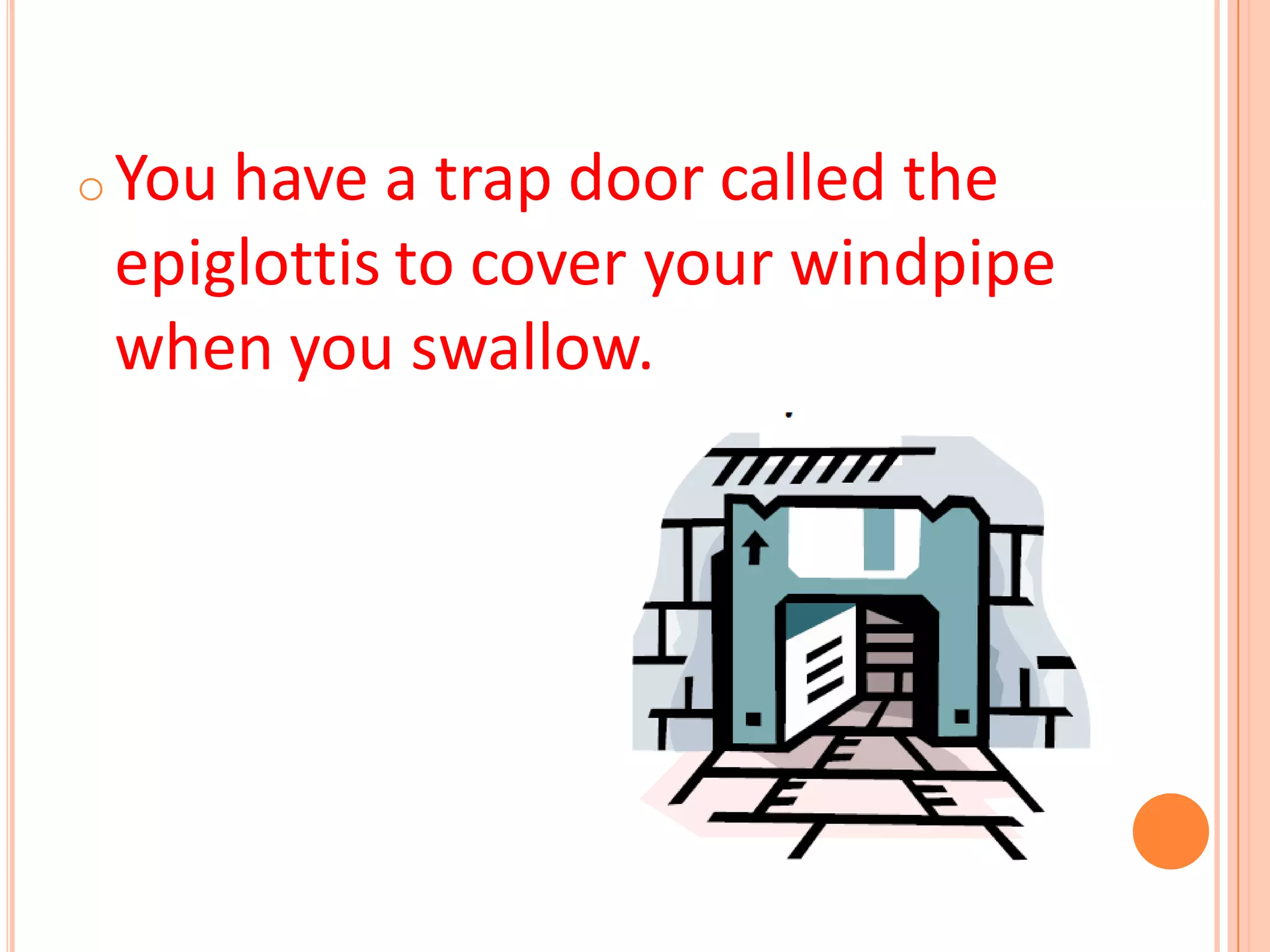 o You have a trap door called the
epiglottis to cover your windpipe
when you swallow.
 