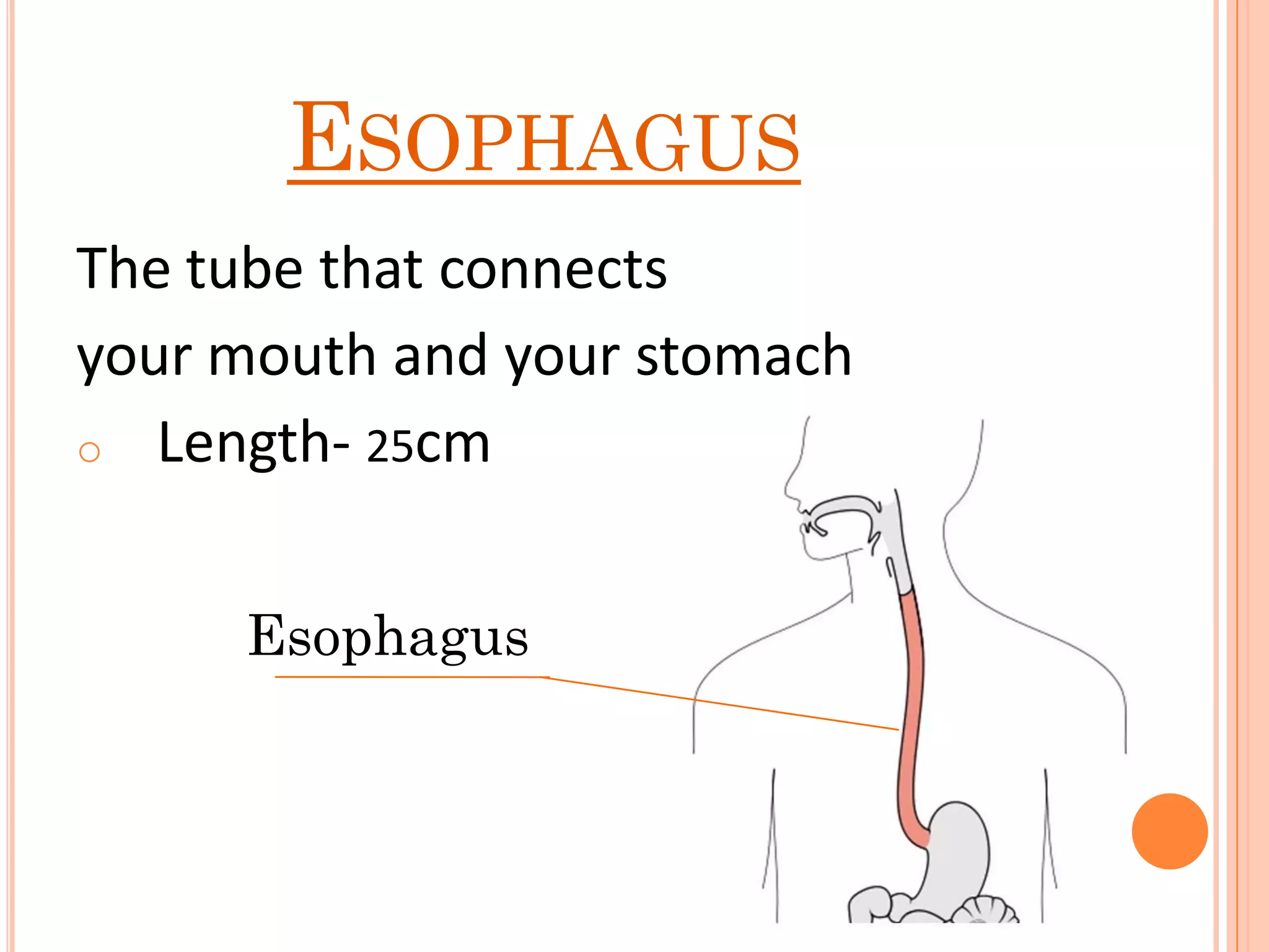 ESOPHAGUS
The tube that connects
your mouth and your stomach
o Length- 25cm
Esophagus
 