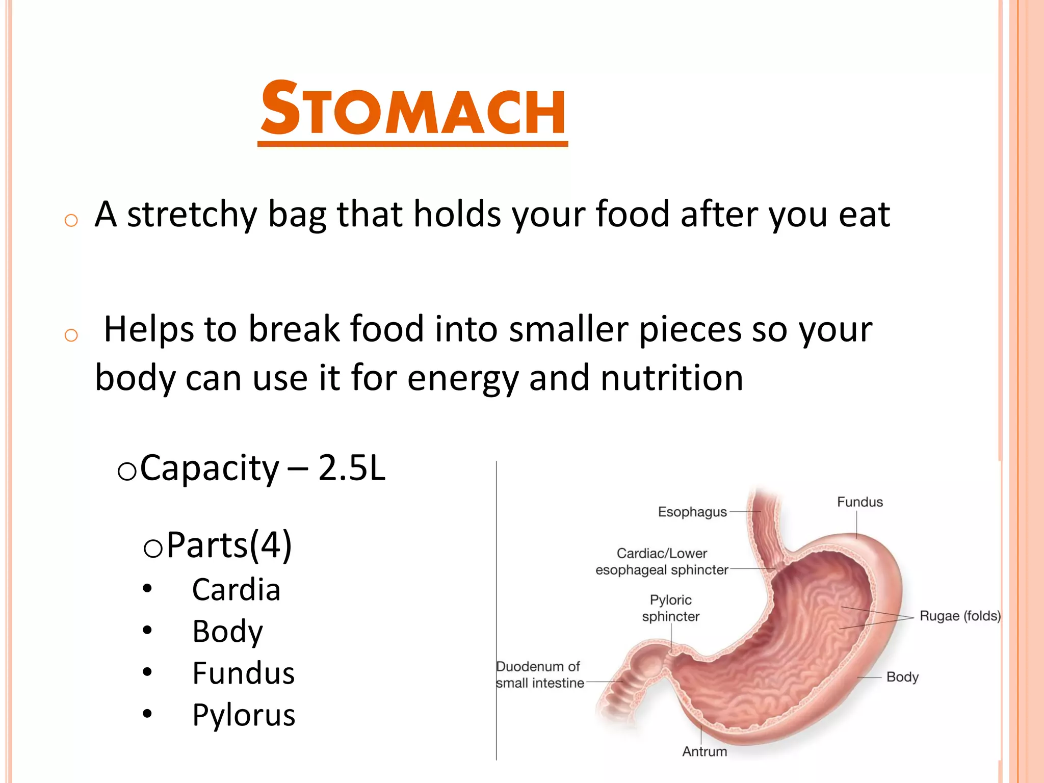 STOMACH
o A stretchy bag that holds your food after you eat
o Helps to break food into smaller pieces so your
body can use it for energy and nutrition
oCapacity – 2.5L
oParts(4)
• Cardia
• Body
• Fundus
• Pylorus
 