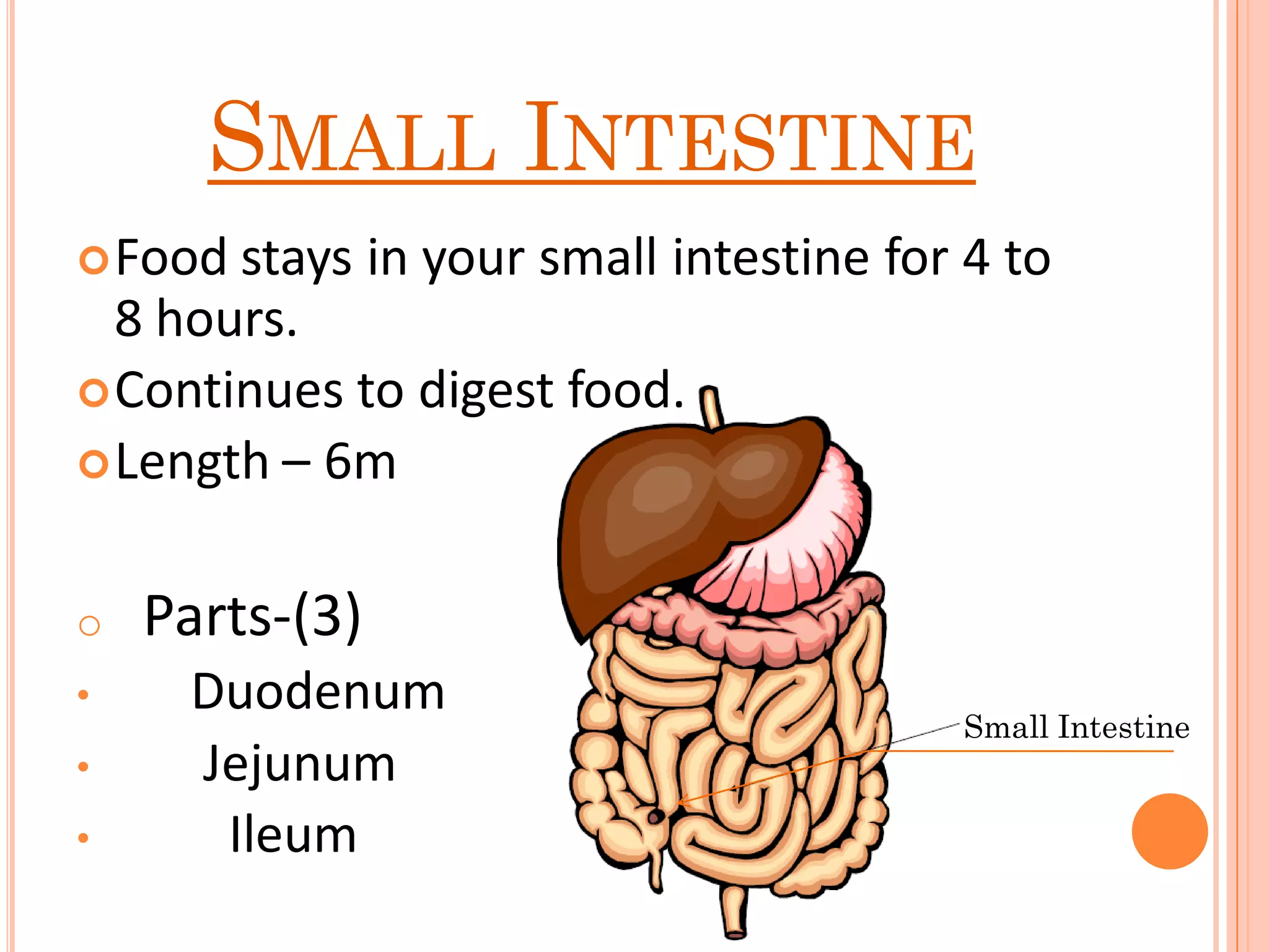 SMALL INTESTINE
Food stays in your small intestine for 4 to
8 hours.
Continues to digest food.
Length – 6m
o Parts-(3)
• Duodenum
• Jejunum
• Ileum
Small Intestine
 