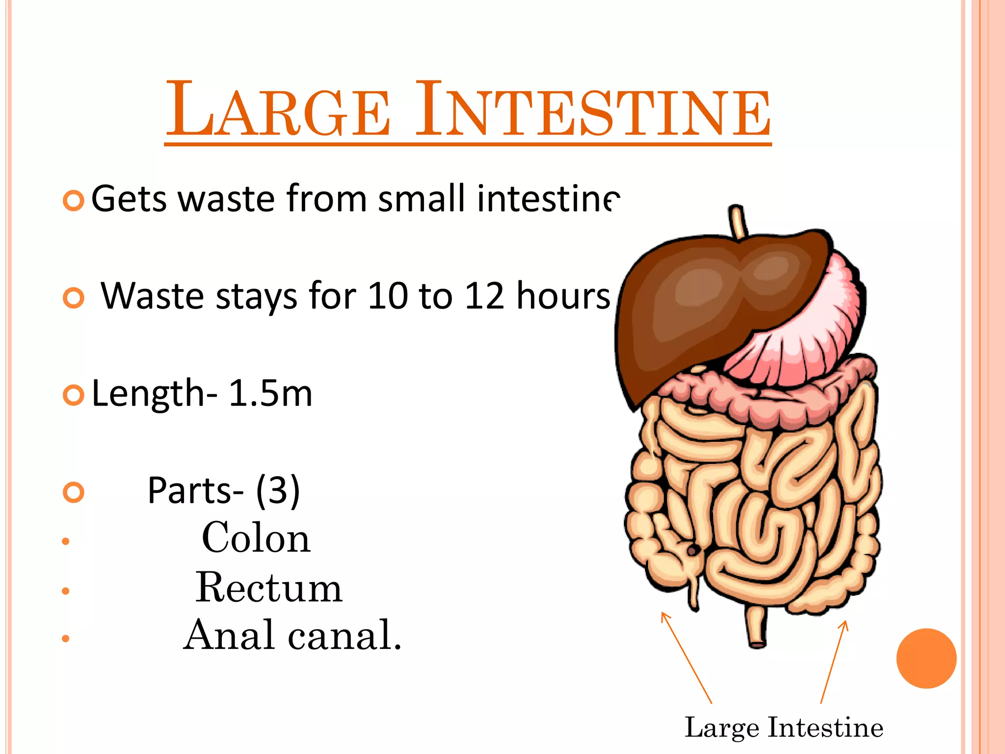 LARGE INTESTINE
Gets waste from small intestine
 Waste stays for 10 to 12 hours
Length- 1.5m
 Parts- (3)
• Colon
• Rectum
• Anal canal.
Large Intestine
 