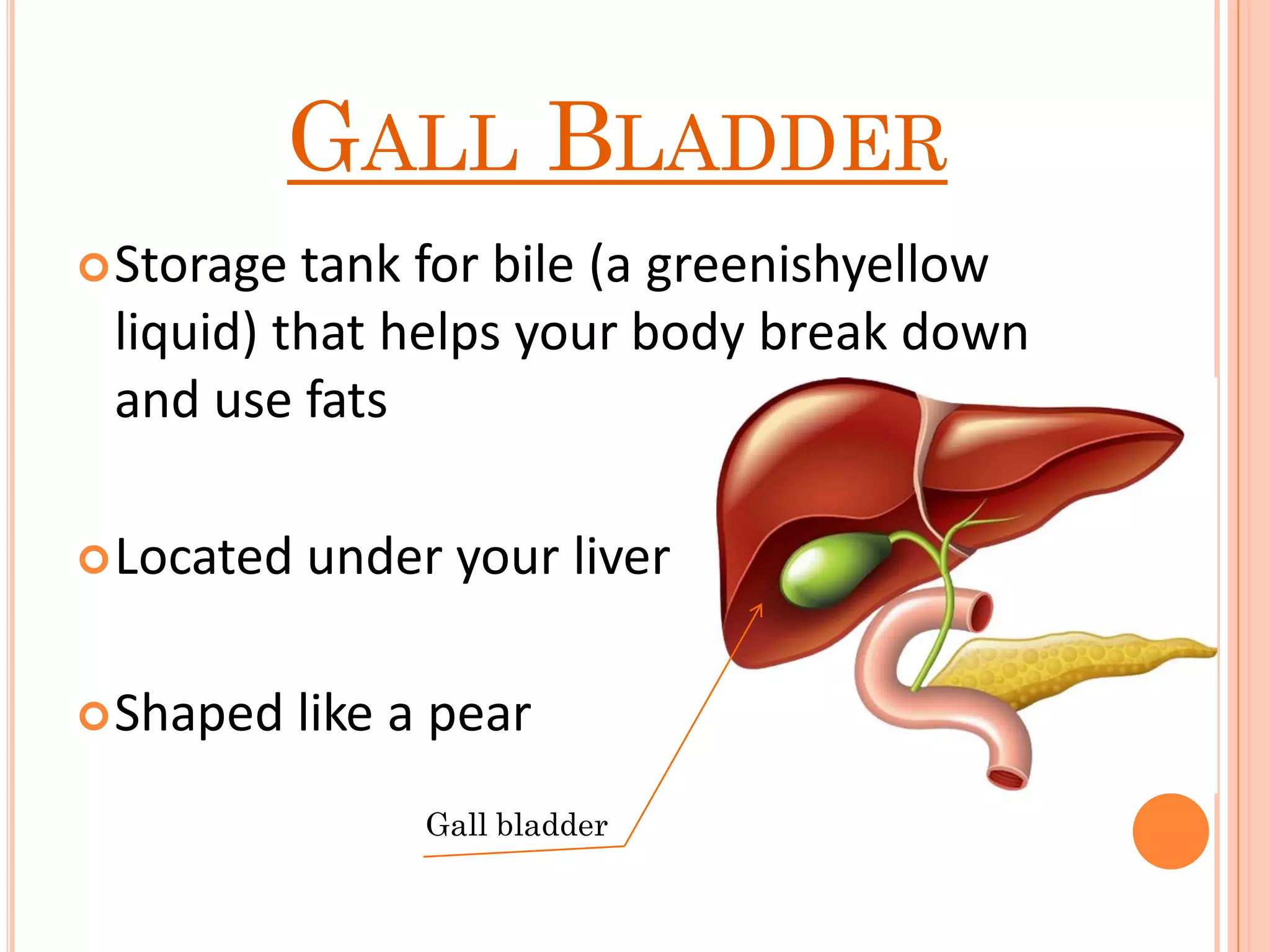 GALL BLADDER
Storage tank for bile (a greenishyellow
liquid) that helps your body break down
and use fats
Located under your liver
Shaped like a pear
Gall bladder
 