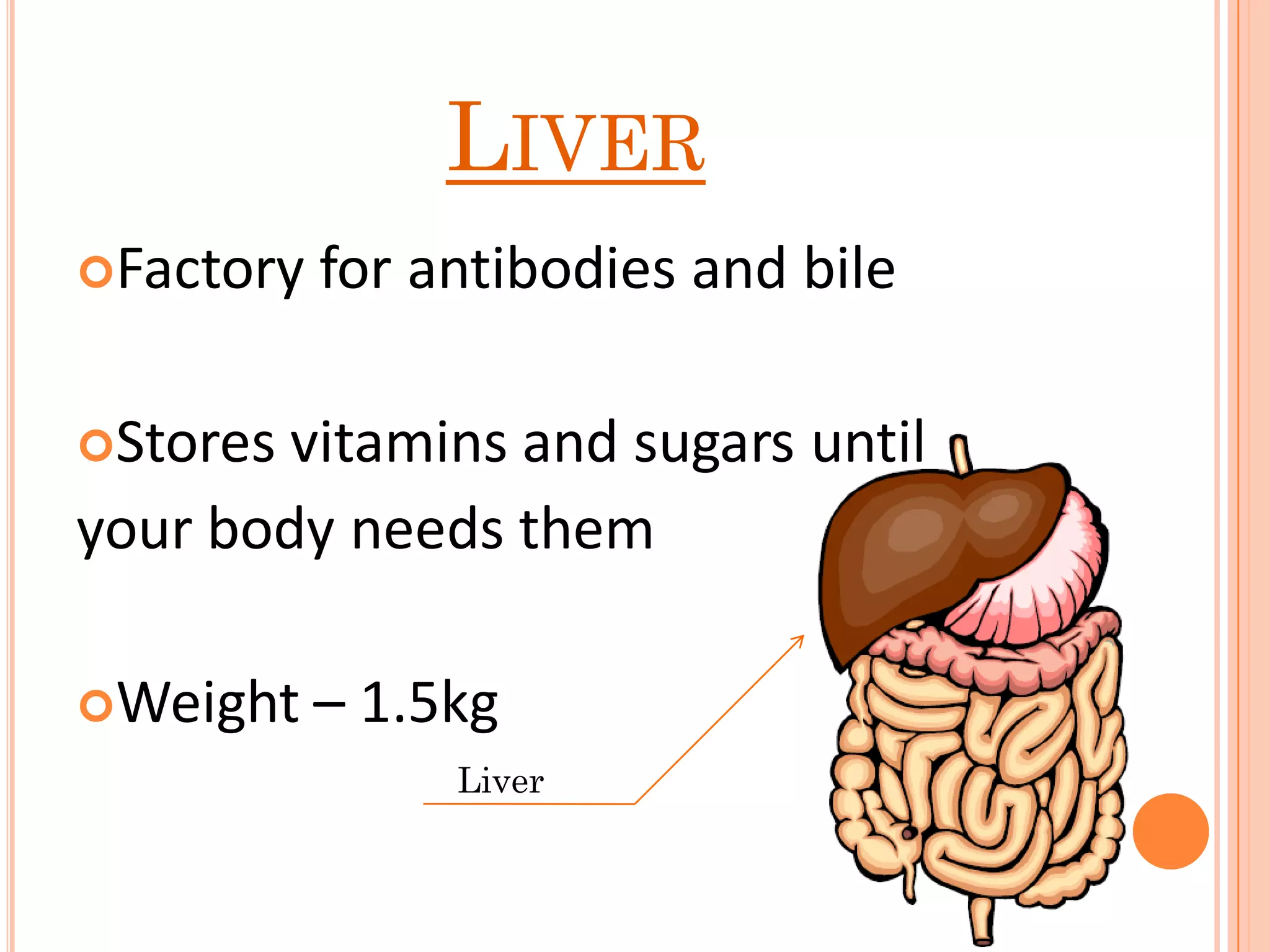 LIVER
Factory for antibodies and bile
Stores vitamins and sugars until
your body needs them
Weight – 1.5kg
Liver
 
