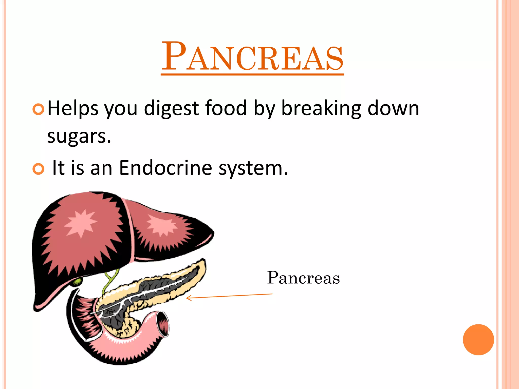 PANCREAS
Helps you digest food by breaking down
sugars.
 It is an Endocrine system.
Pancreas
 