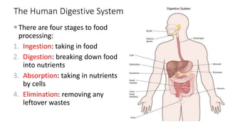 Eat Process Digestive System.ppt
