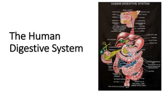 The Human
Digestive System
 