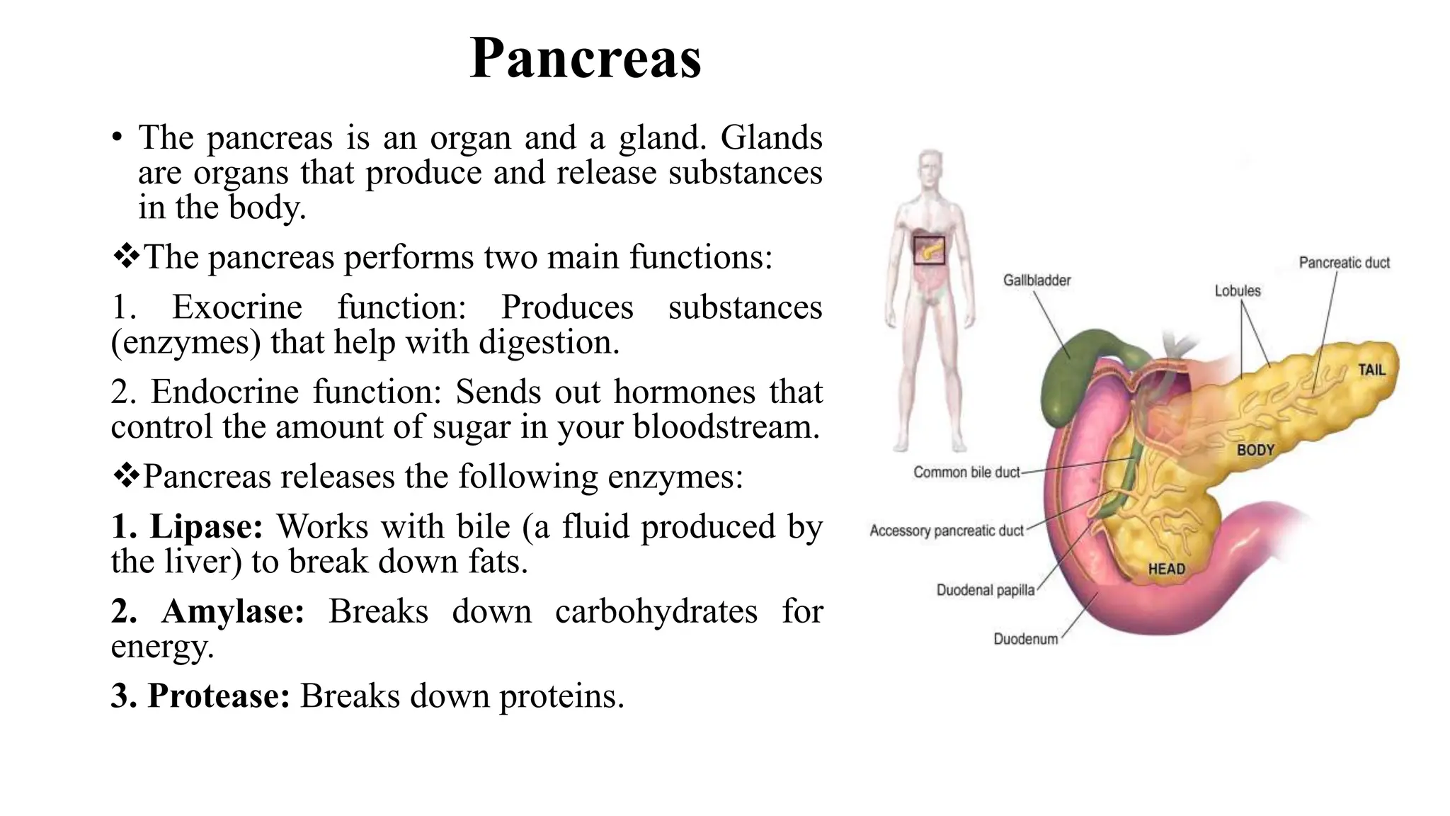 Digestive system.pptx