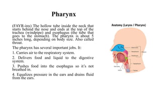 Pharynx
(FAYR-inx) The hollow tube inside the neck that
starts behind the nose and ends at the top of the
trachea (windpipe) and esophagus (the tube that
goes to the stomach). The pharynx is about 5
inches long, depending on body size. Also called
throat.
The pharynx has several important jobs. It:
1. Carries air to the respiratory system.
2. Delivers food and liquid to the digestive
system.
3. Pushes food into the esophagus so it’s not
breathed in.
4. Equalizes pressure in the ears and drains fluid
from the ears.
 