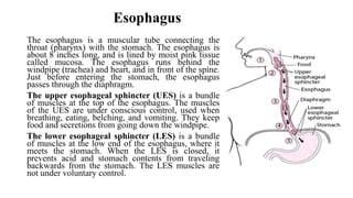 Esophagus
The esophagus is a muscular tube connecting the
throat (pharynx) with the stomach. The esophagus is
about 8 inches long, and is lined by moist pink tissue
called mucosa. The esophagus runs behind the
windpipe (trachea) and heart, and in front of the spine.
Just before entering the stomach, the esophagus
passes through the diaphragm.
The upper esophageal sphincter (UES) is a bundle
of muscles at the top of the esophagus. The muscles
of the UES are under conscious control, used when
breathing, eating, belching, and vomiting. They keep
food and secretions from going down the windpipe.
The lower esophageal sphincter (LES) is a bundle
of muscles at the low end of the esophagus, where it
meets the stomach. When the LES is closed, it
prevents acid and stomach contents from traveling
backwards from the stomach. The LES muscles are
not under voluntary control.
 