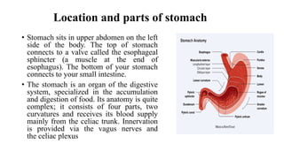 Location and parts of stomach
• Stomach sits in upper abdomen on the left
side of the body. The top of stomach
connects to a valve called the esophageal
sphincter (a muscle at the end of
esophagus). The bottom of your stomach
connects to your small intestine.
• The stomach is an organ of the digestive
system, specialized in the accumulation
and digestion of food. Its anatomy is quite
complex; it consists of four parts, two
curvatures and receives its blood supply
mainly from the celiac trunk. Innervation
is provided via the vagus nerves and
the celiac plexus
 