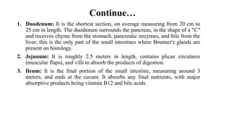 Continue…
1. Duodenum: It is the shortest section, on average measuring from 20 cm to
25 cm in length. The duodenum surrounds the pancreas, in the shape of a "C"
and receives chyme from the stomach, pancreatic enzymes, and bile from the
liver; this is the only part of the small intestines where Brunner's glands are
present on histology.
2. Jejunum: It is roughly 2.5 meters in length, contains plicae circulares
(muscular flaps), and villi to absorb the products of digestion.
3. Ileum: It is the final portion of the small intestine, measuring around 3
meters, and ends at the cecum. It absorbs any final nutrients, with major
absorptive products being vitamin B12 and bile acids.
 