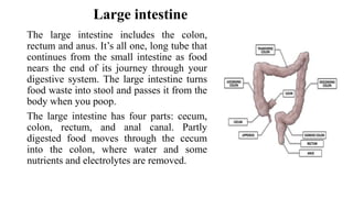 Large intestine
The large intestine includes the colon,
rectum and anus. It’s all one, long tube that
continues from the small intestine as food
nears the end of its journey through your
digestive system. The large intestine turns
food waste into stool and passes it from the
body when you poop.
The large intestine has four parts: cecum,
colon, rectum, and anal canal. Partly
digested food moves through the cecum
into the colon, where water and some
nutrients and electrolytes are removed.
 