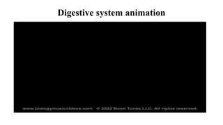Digestive system animation
 