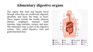 Alimentary digestive organs
The organs that food and liquids travel
through when they are swallowed, digested,
absorbed, and leave the body as feces.
These organs include the mouth, pharynx
(throat), esophagus, stomach, small
intestine, large intestine, rectum, and anus.
The alimentary tract is part of the digestive
system. Also called digestive tract and
gastrointestinal tract.
 