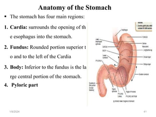 digestive system.ppt