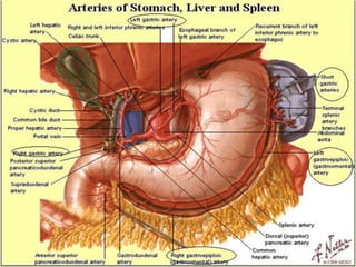 digestive system.ppt