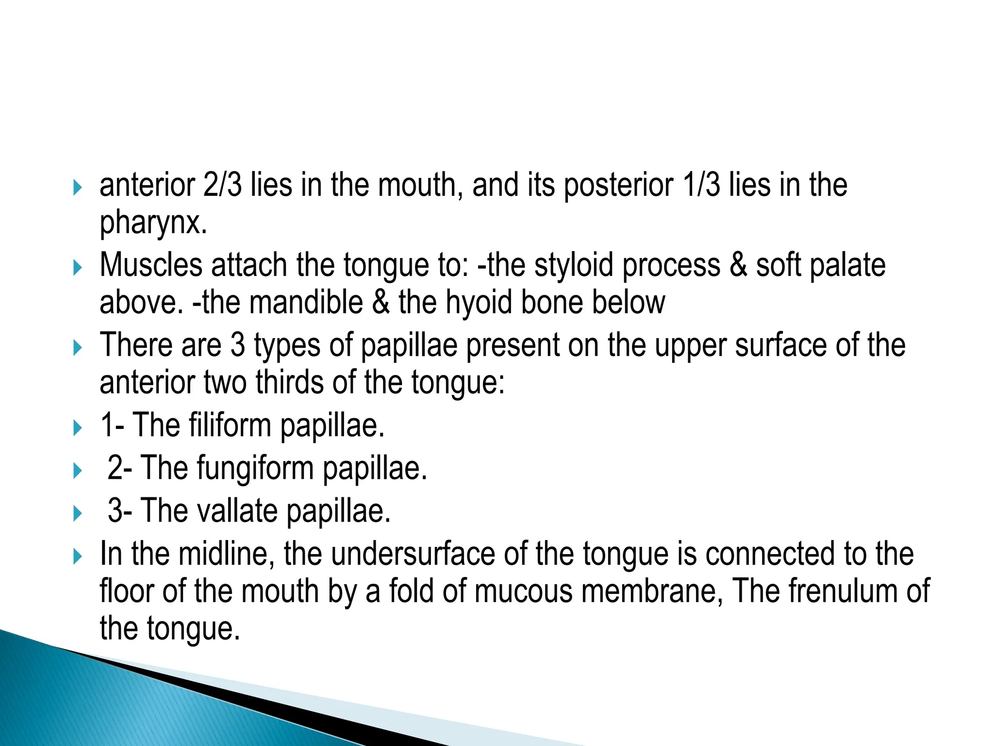  anterior 2/3 lies in the mouth, and its posterior 1/3 lies in the
pharynx.
 Muscles attach the tongue to: -the styloid process & soft palate
above. -the mandible & the hyoid bone below
 There are 3 types of papillae present on the upper surface of the
anterior two thirds of the tongue:
 1- The filiform papillae.
 2- The fungiform papillae.
 3- The vallate papillae.
 In the midline, the undersurface of the tongue is connected to the
floor of the mouth by a fold of mucous membrane, The frenulum of
the tongue.
 