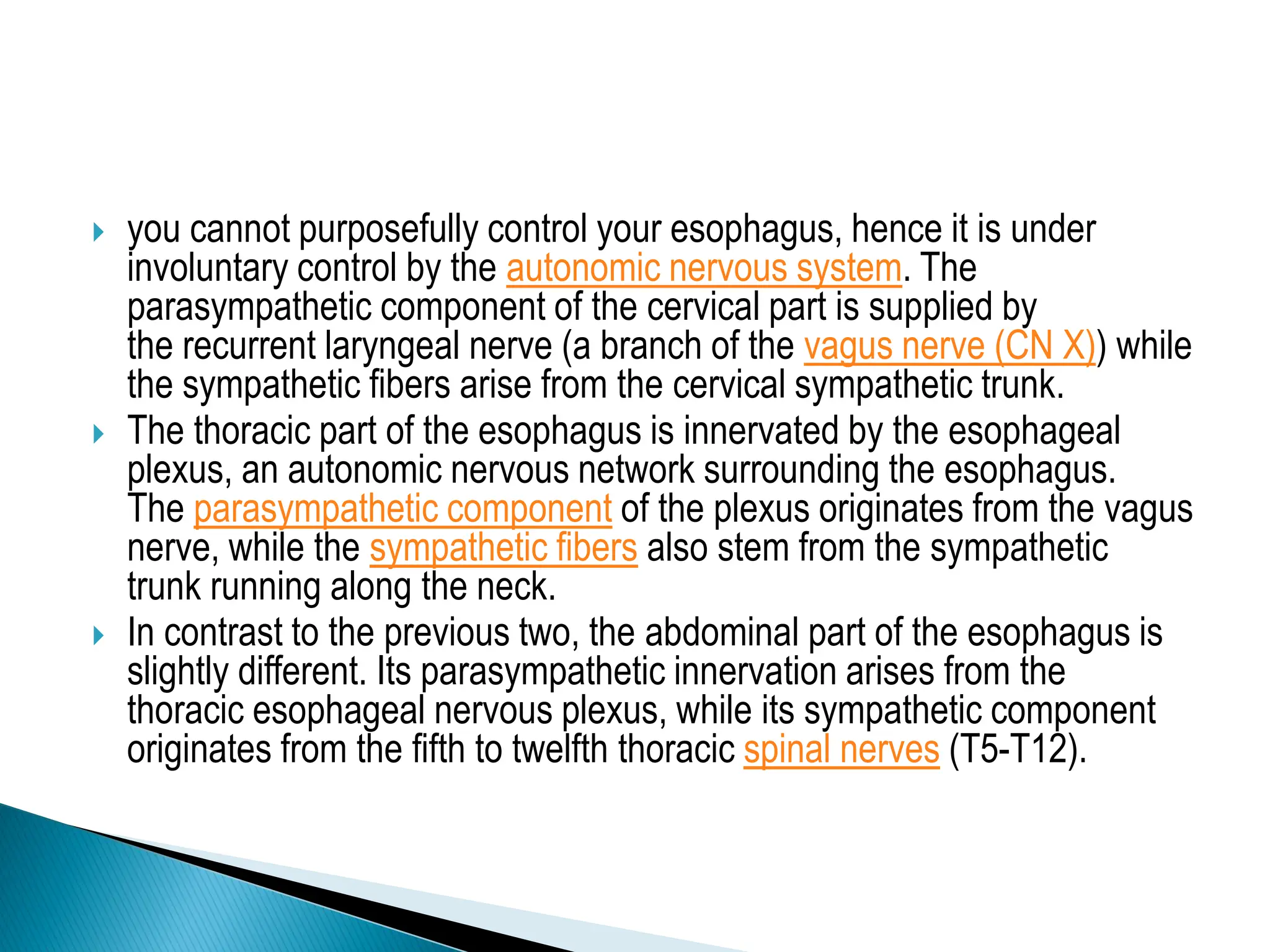  you cannot purposefully control your esophagus, hence it is under
involuntary control by the autonomic nervous system. The
parasympathetic component of the cervical part is supplied by
the recurrent laryngeal nerve (a branch of the vagus nerve (CN X)) while
the sympathetic fibers arise from the cervical sympathetic trunk.
 The thoracic part of the esophagus is innervated by the esophageal
plexus, an autonomic nervous network surrounding the esophagus.
The parasympathetic component of the plexus originates from the vagus
nerve, while the sympathetic fibers also stem from the sympathetic
trunk running along the neck.
 In contrast to the previous two, the abdominal part of the esophagus is
slightly different. Its parasympathetic innervation arises from the
thoracic esophageal nervous plexus, while its sympathetic component
originates from the fifth to twelfth thoracic spinal nerves (T5-T12).
 