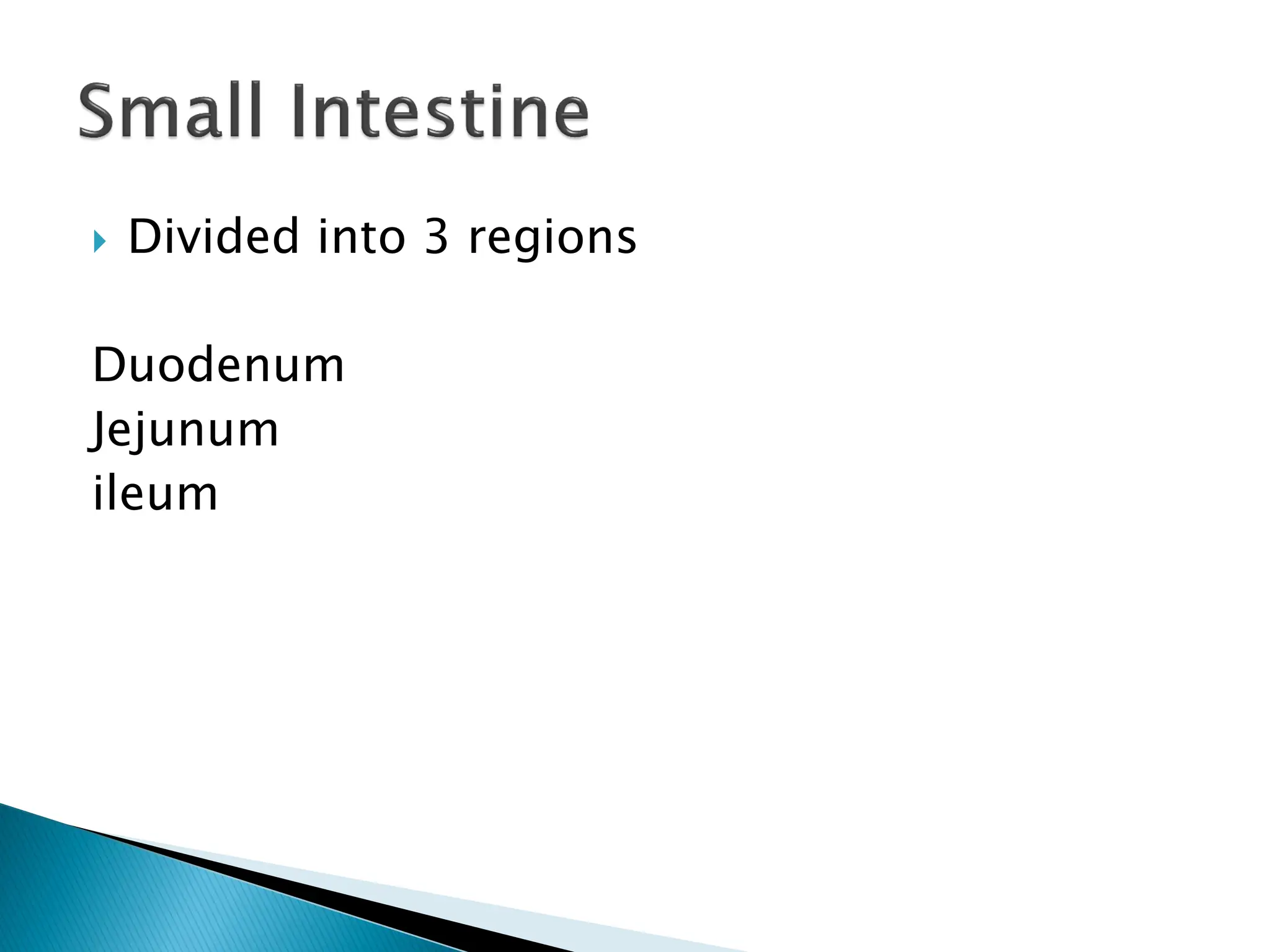  Divided into 3 regions
Duodenum
Jejunum
ileum
 