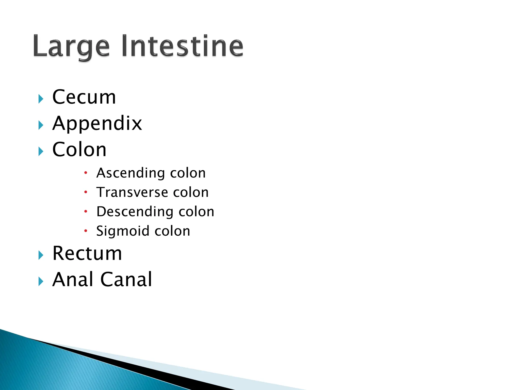 Cecum
 Appendix
 Colon
 Ascending colon
 Transverse colon
 Descending colon
 Sigmoid colon
 Rectum
 Anal Canal
 