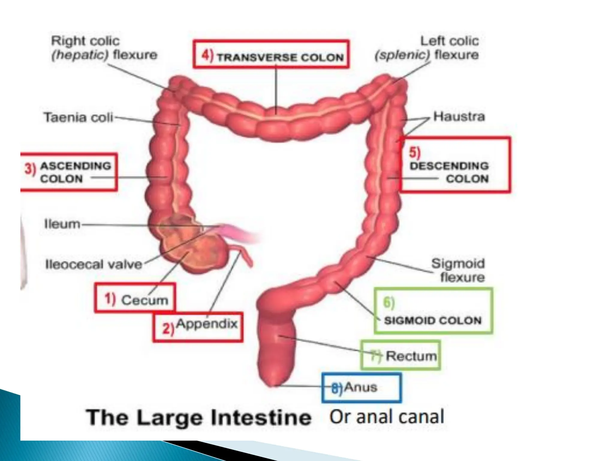 Digestive System Review anatomy for allied