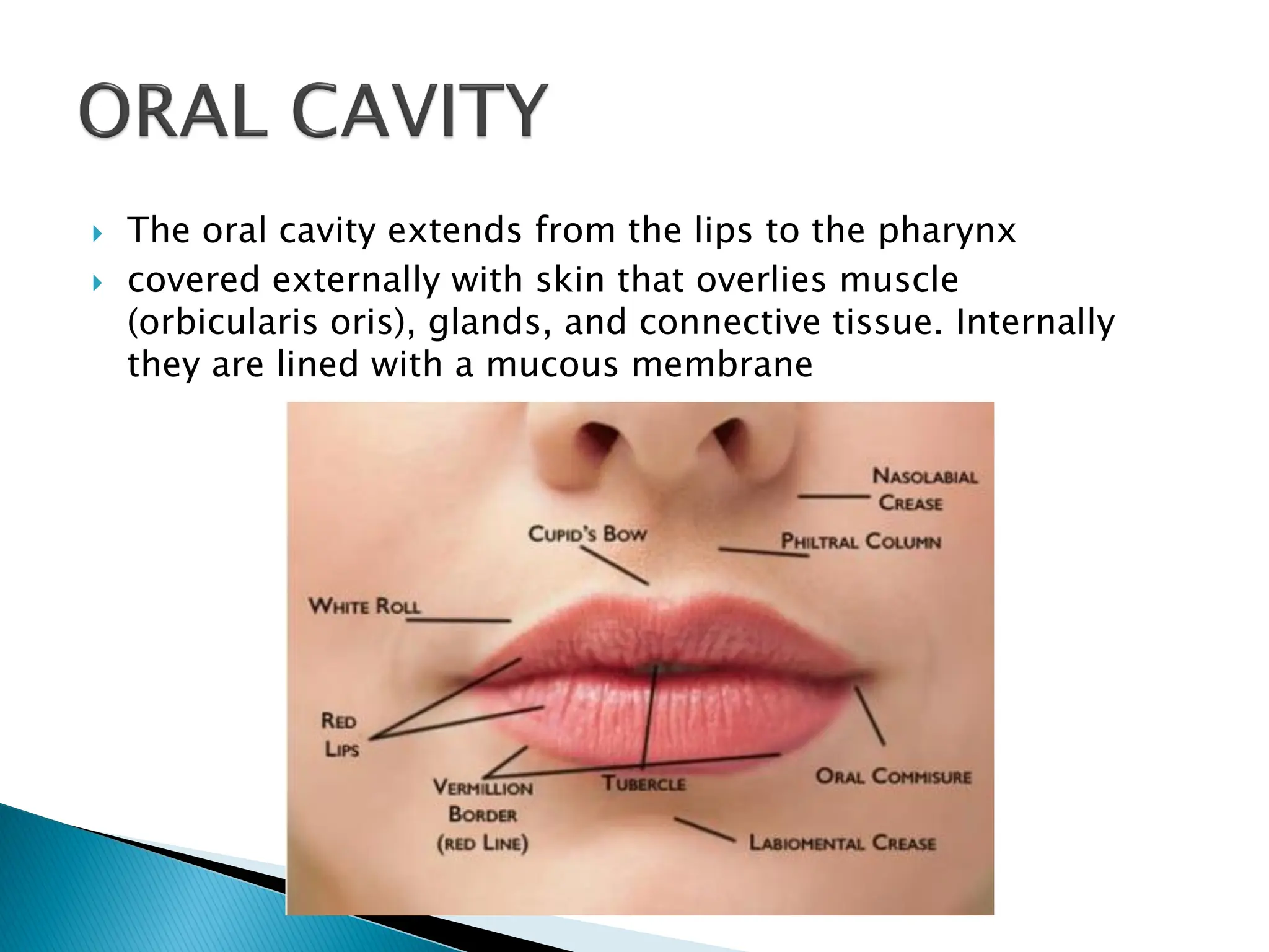  The oral cavity extends from the lips to the pharynx
 covered externally with skin that overlies muscle
(orbicularis oris), glands, and connective tissue. Internally
they are lined with a mucous membrane
 