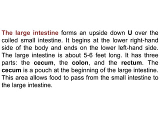 The large intestine forms an upside down U over the
coiled small intestine. It begins at the lower right-hand
side of the body and ends on the lower left-hand side.
The large intestine is about 5-6 feet long. It has three
parts: the cecum, the colon, and the rectum. The
cecum is a pouch at the beginning of the large intestine.
This area allows food to pass from the small intestine to
the large intestine.
 