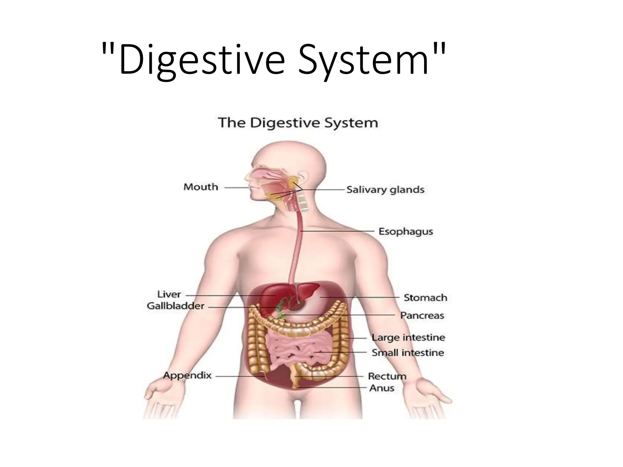 Digestive system.pptx۔۔ its all about digestive system | PPTX