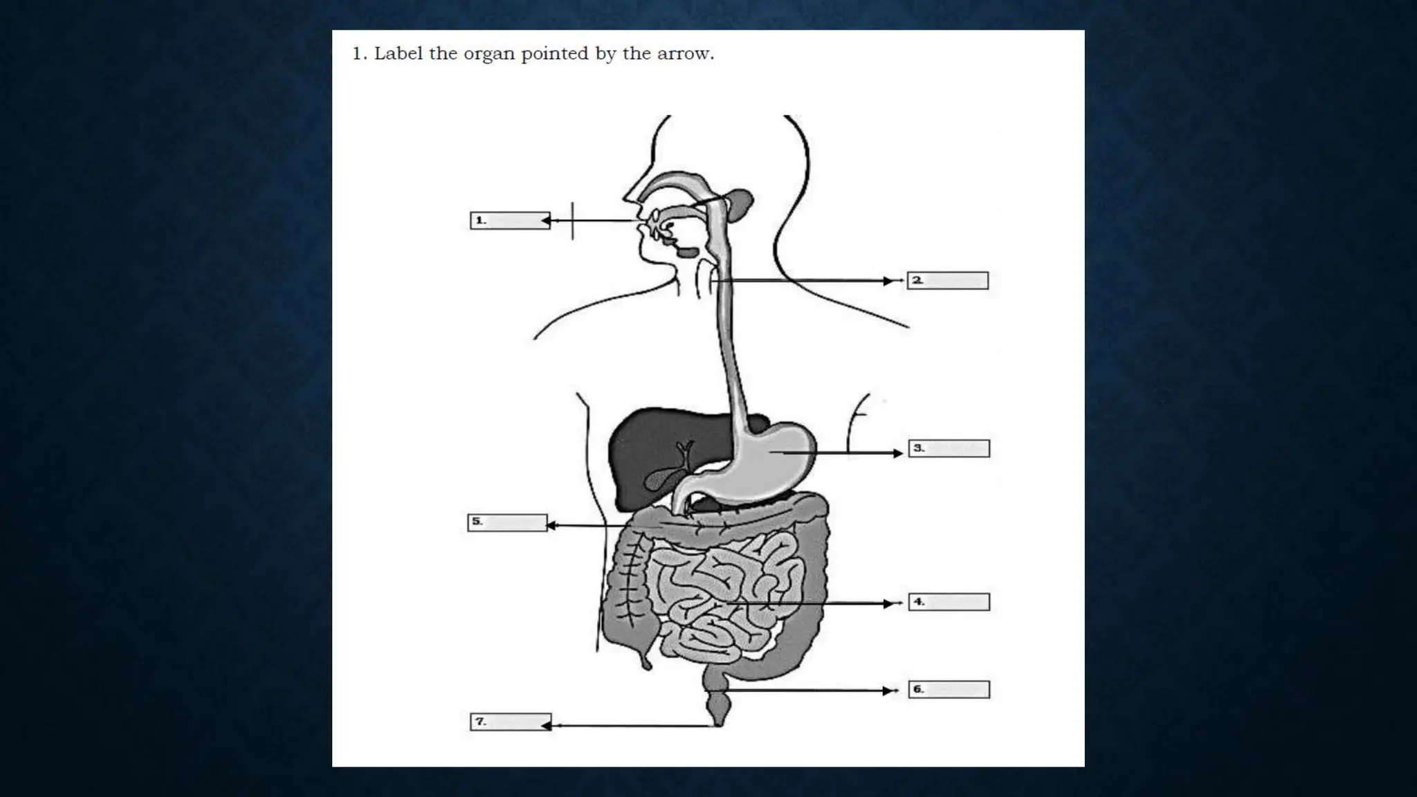Science Grade 8- The Digestive System.pptx