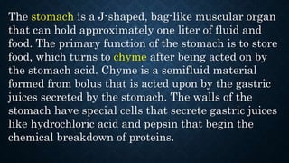 The stomach is a J-shaped, bag-like muscular organ
that can hold approximately one liter of fluid and
food. The primary function of the stomach is to store
food, which turns to chyme after being acted on by
the stomach acid. Chyme is a semifluid material
formed from bolus that is acted upon by the gastric
juices secreted by the stomach. The walls of the
stomach have special cells that secrete gastric juices
like hydrochloric acid and pepsin that begin the
chemical breakdown of proteins.
 