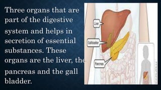 Three organs that are
part of the digestive
system and helps in
secretion of essential
substances. These
organs are the liver, the
pancreas and the gall
bladder.
 