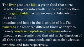 The liver produces bile, a green fluid that turns
large fat droplets into smaller ones and stores them
in the gall bladder. When necessary, bile gets into
the small
intestine and helps in the digestion of fat. The
pancreas makes three different kinds of enzymes
namely amylase, peptidase, and lipase released
through a pancreatic duct that aid in the digestion of
all three organic compounds such as carbohydrates,
proteins, and fats respectively.
 