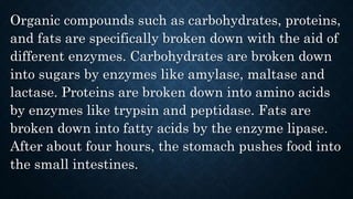 Organic compounds such as carbohydrates, proteins,
and fats are specifically broken down with the aid of
different enzymes. Carbohydrates are broken down
into sugars by enzymes like amylase, maltase and
lactase. Proteins are broken down into amino acids
by enzymes like trypsin and peptidase. Fats are
broken down into fatty acids by the enzyme lipase.
After about four hours, the stomach pushes food into
the small intestines.
 