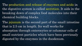 The production and release of enzymes and acids in
the digestive system is called secretion. It aids in the
breaking down of complex food molecules into their
chemical building blocks.
The jejunum is the second part of the small intestine
that is 2.5 cm in length. Its wall works for
absorption through enterocytes or columnar cells of
small nutrient particles which have been previously
digested by the enzymes in the duodenum.
 