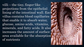 villi – the tiny, finger-like
projections from the epithelial
lining of the intestinal wall. Each
villus contains blood capillaries
that enable it to absorb water,
glucose, amino acids, vitamins,
minerals, and fatty acids. It also
increases the amount of surface
area available for the absorption
of nutrients
 