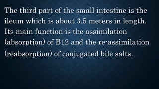 The third part of the small intestine is the
ileum which is about 3.5 meters in length.
Its main function is the assimilation
(absorption) of B12 and the re-assimilation
(reabsorption) of conjugated bile salts.
 